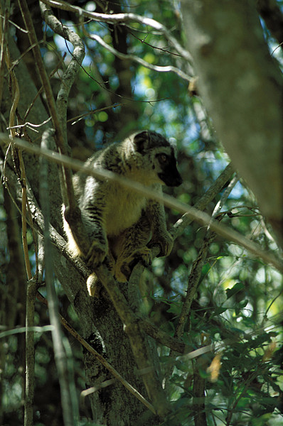 Lemur im Isalo NP