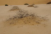 Ausgedorrter Busch in der Wüste