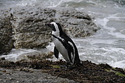 Pinguin on Boulder Beach