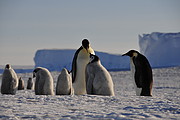 Junge Pinguine