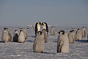 Junge Pinguine
