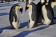 Pinguine mit Jungen