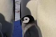 Junger Pinguin