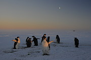 Pinguine in der Dämmerung