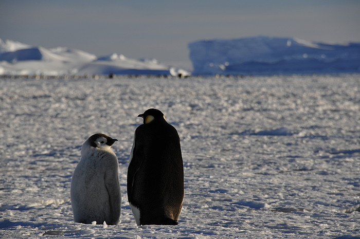 Pinguin mit Jungem