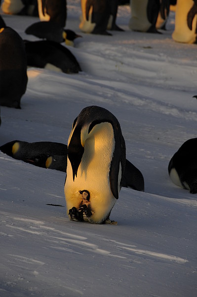 Pinguin mit Jungem