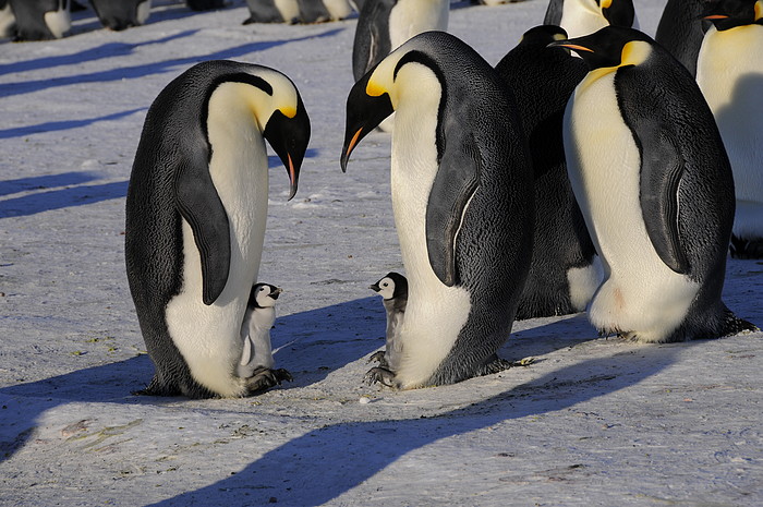 Pinguine mit Jungen