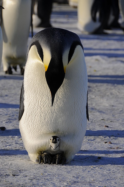 Kaiser-Pinguin mit Jungem