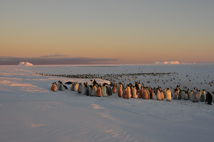 Kaiser-Pinguin Kolonie