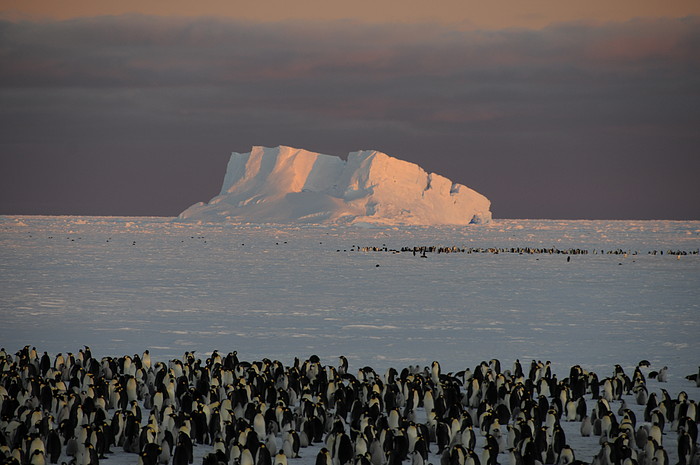 Kaiser-Pinguin Kolonie