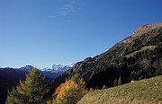 Herbstwald im Val Poschiavo