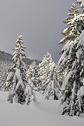 Wald Winterstimmung