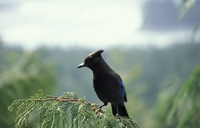 Vogel auf Vancouver Island