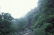 Nebelregenwald bei Tucuman