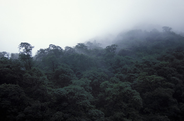 Nebelregenwald bei Tucuman