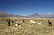 Lamas vor Parinacota und Pomerape