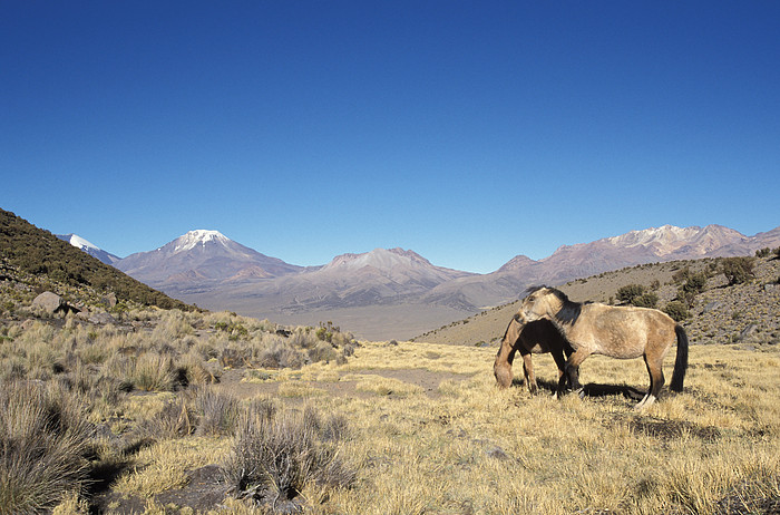 Pferde vor Pomerape und Parinacota