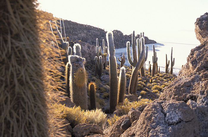 Kaktus auf der Isla Pescado