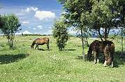 Pferde vor dem Osorno