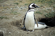 Magellan Pinguin beim Seno Otway