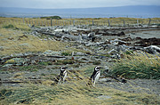 Magellan Pinguin beim Seno Otway
