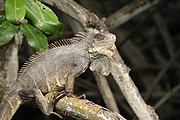 Iguana in den Mangroven von Jambeli