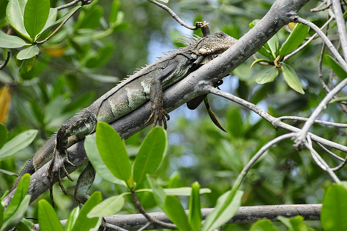 Iguana in den Mangroven von Jambeli