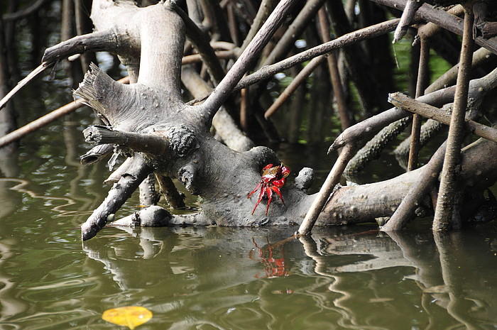 Krens in den Mangroven von Jambeli
