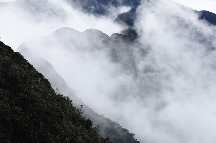 Nebel im Podocarpus National Park