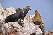 Seelöwen (lobos del mar)