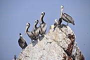 Pelikane auf den Ballestas