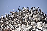 Pelikane auf den Ballestas
