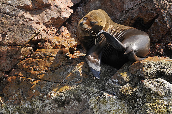 Seelöwe (lobos del mar)