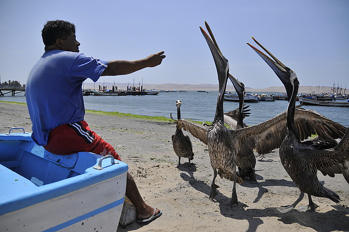 Ein Mann lockt für Touristen Pelikane an