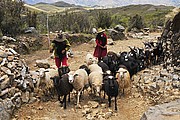 Junge Frauen hüten Schafe