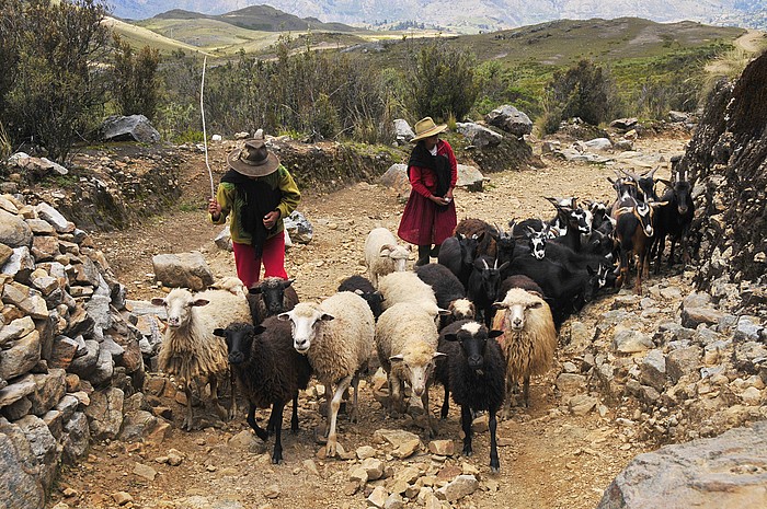 Junge Frauen hten Schafe