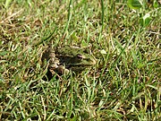 Frosch im Gras