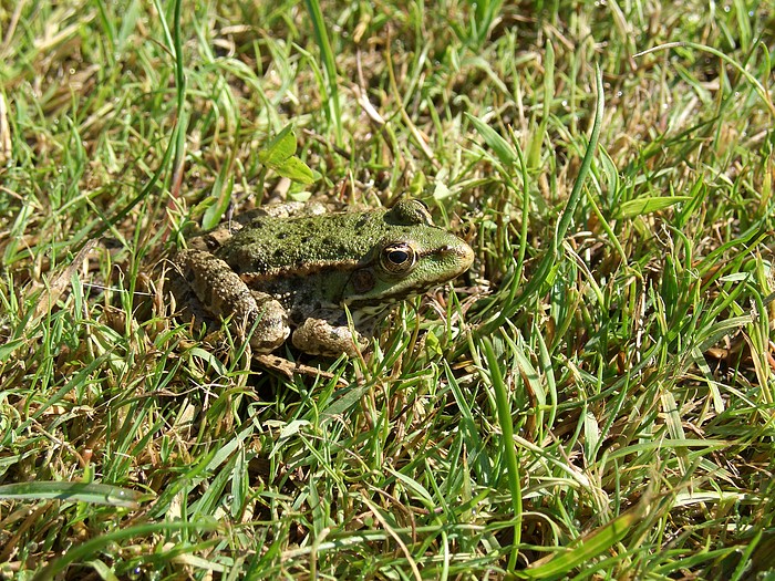 Frosch im Gras