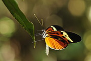 Schmetterling im Podocarpus National Park