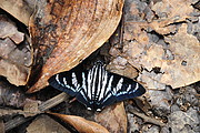 Schmetterling im Podocarpus National Park