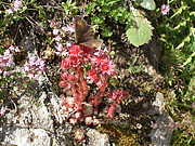 Schmetterling und Blumen im Val de Nendaz