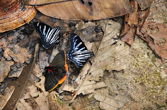 Schmetterlinge im Podocarpus National Park