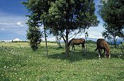 Pferde vor dem Osorno