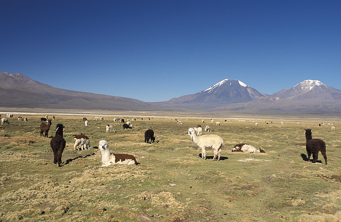 Lamas vor Parinacota und Pomerape