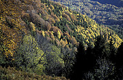 Herbstwald im Malcantone