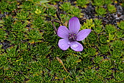Blume im P.N. Cotopaxi