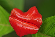 Rote Lippen Blume