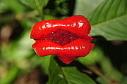 Rote Lippen Blume