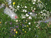 Blumen im Val de Nendaz